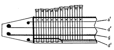 Enkelharpa
